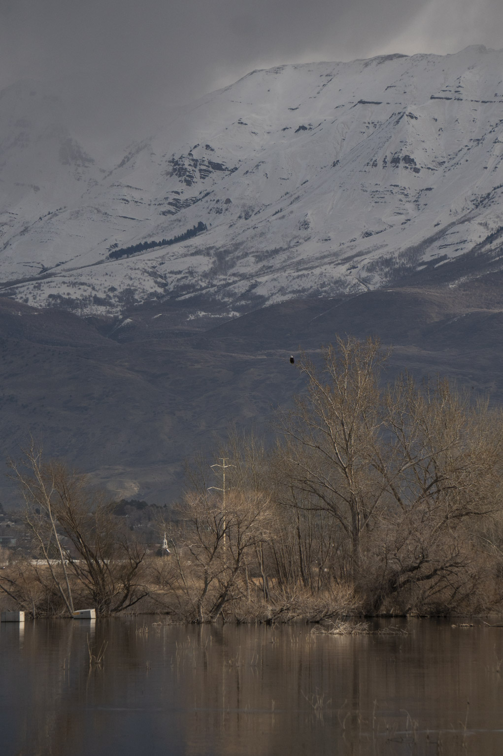 A perched eagle in the delta with mount Timpanogos behind